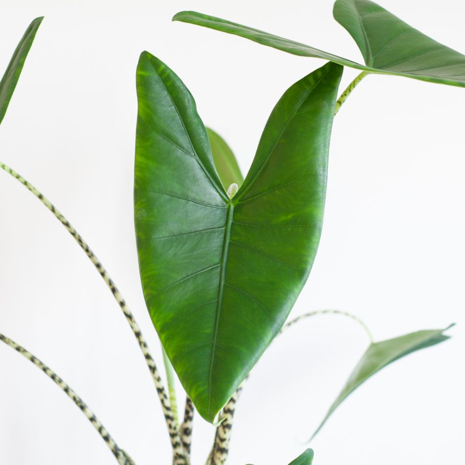 Alocasia-Zebrina-p19-6