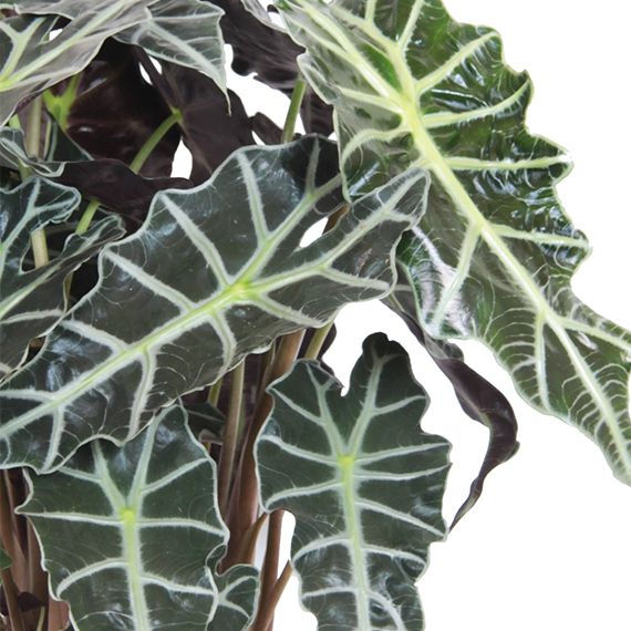 Alocasia polly verzorging