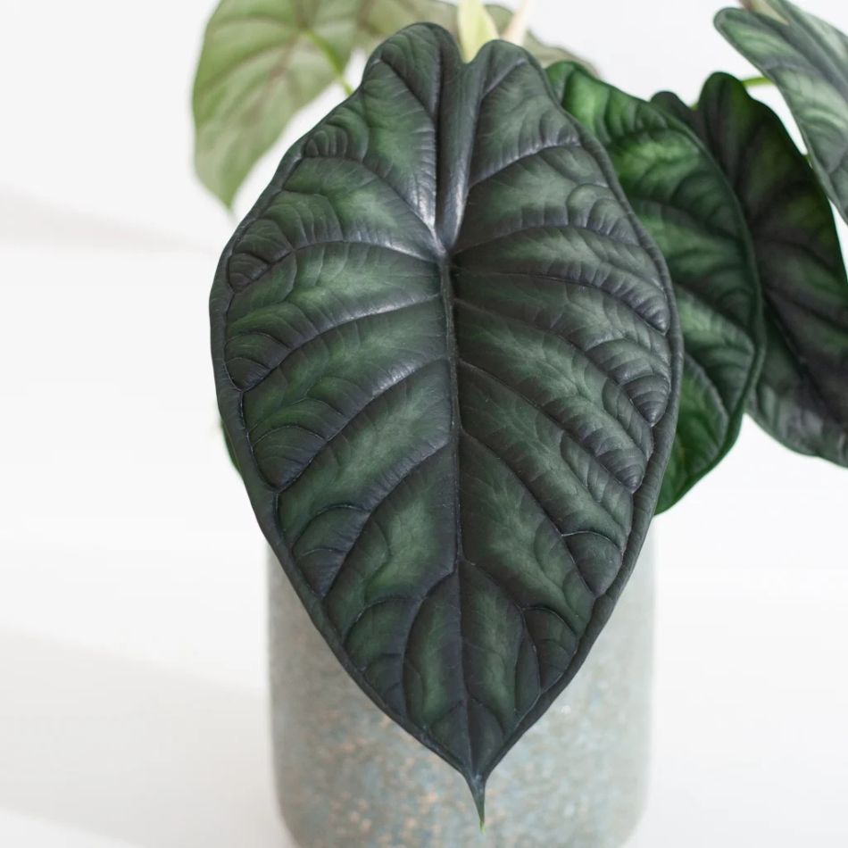 Alocasia Dragon Scale blad