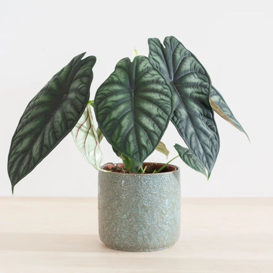 Alocasia Dragon Scale groot