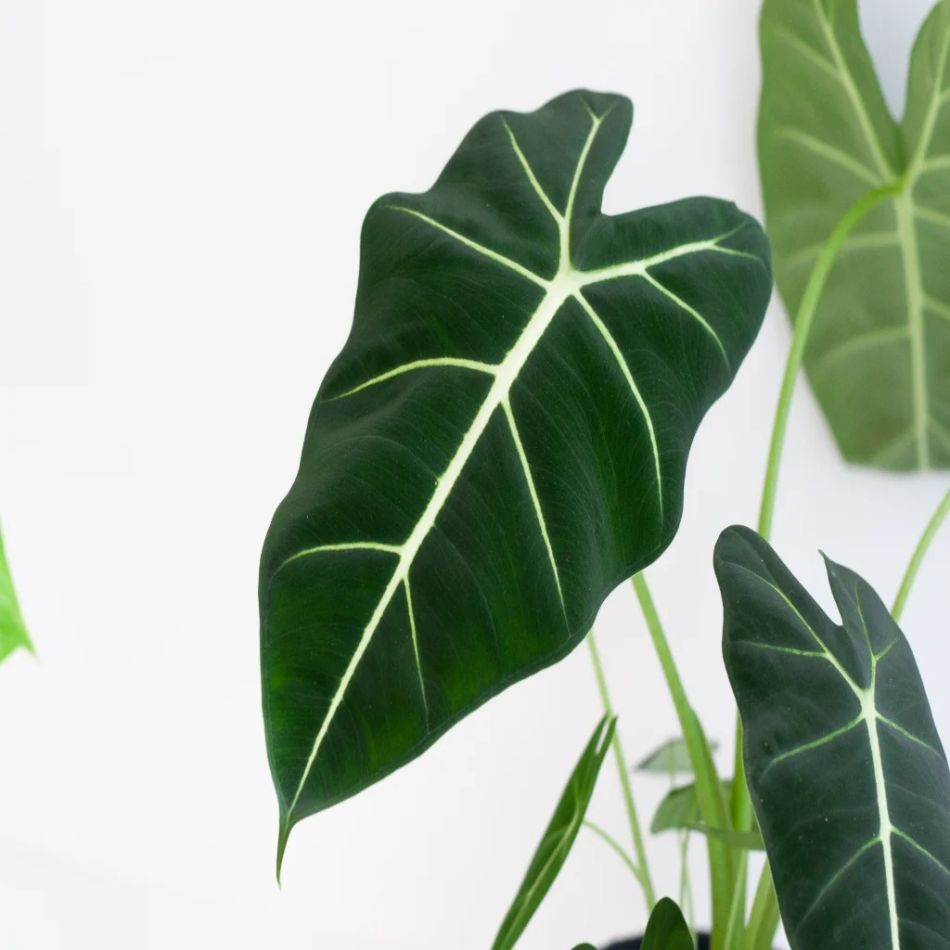 Alocasia Micholitziana Frydek