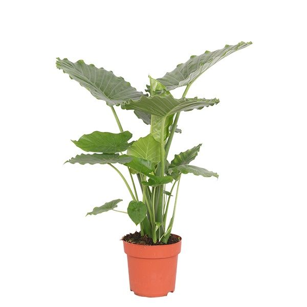 Alocasia gageana