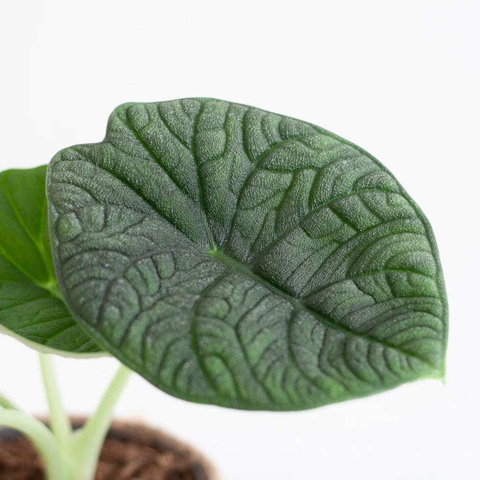 Alocasia Melo