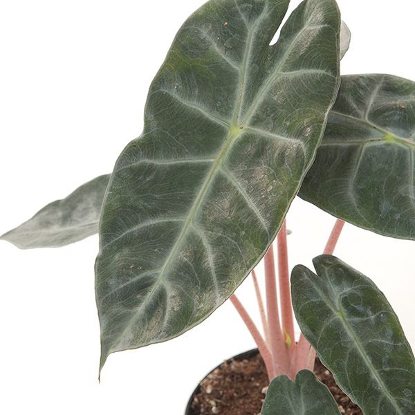 Alocasia Pink Dragon