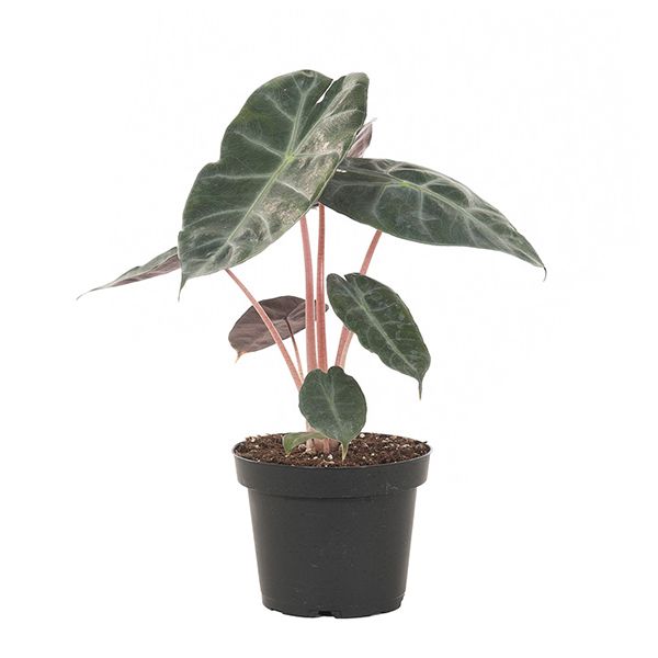 Alocasia Pink Dragon