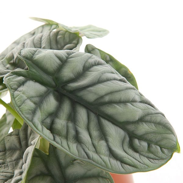Alocasia silver dragon verzorging