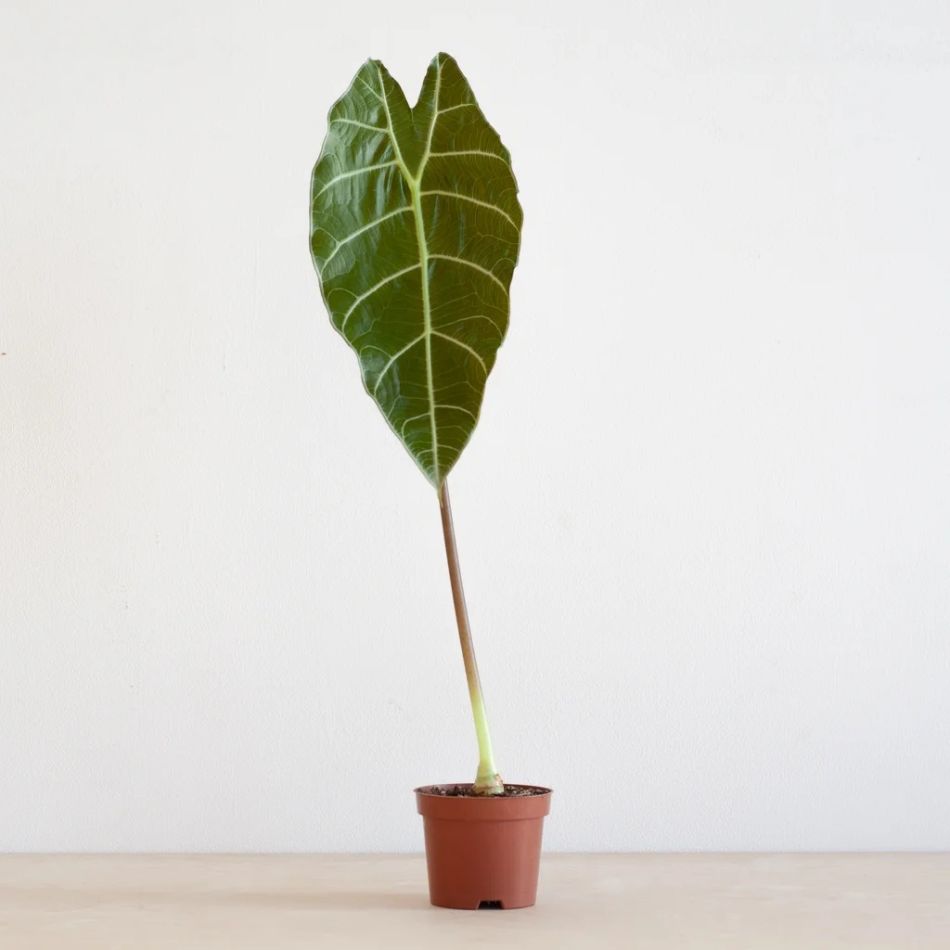 Alocasia Watsoniana