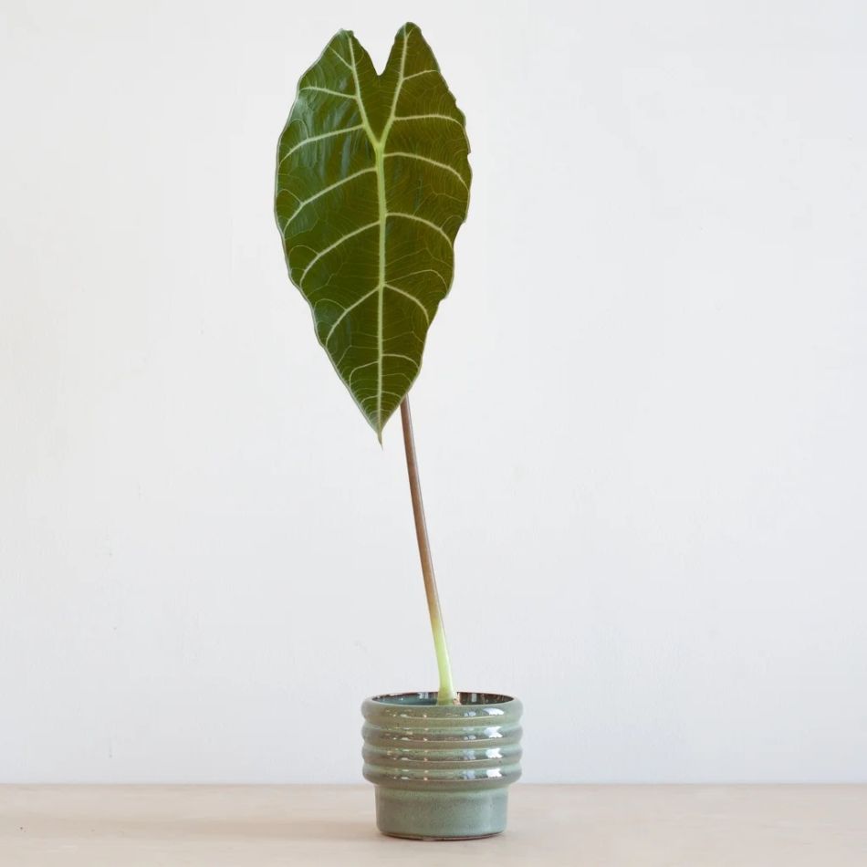 Alocasia Watsoniana