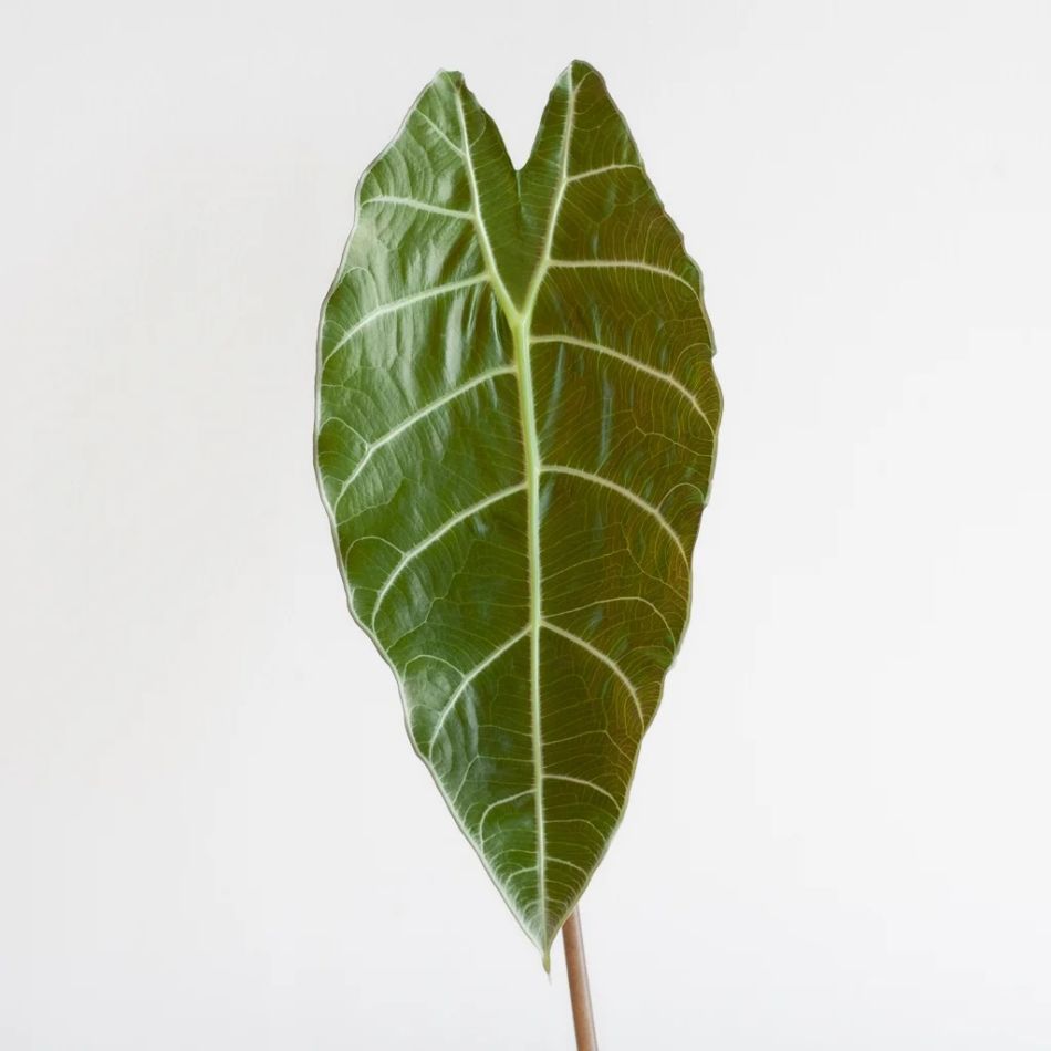 Alocasia Watsoniana