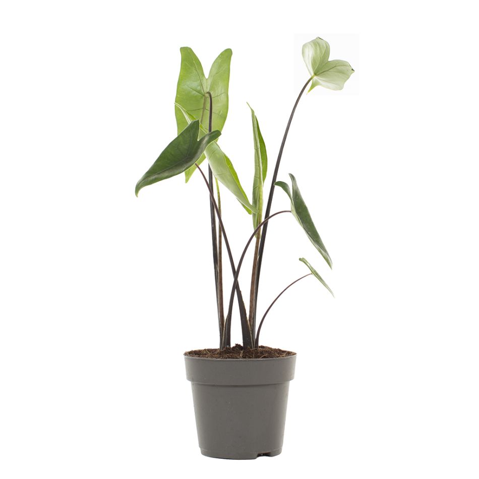 Alocasia zebrina black stem