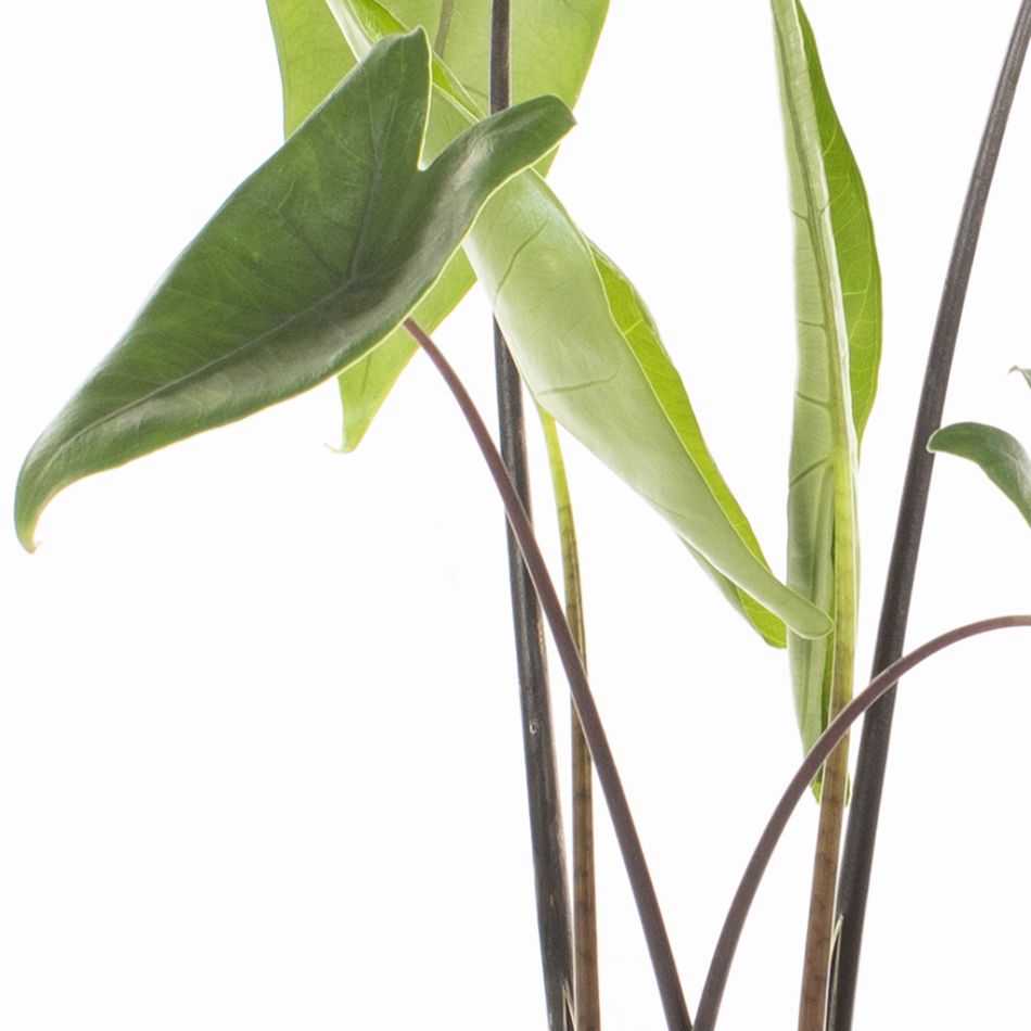 Alocasia Zebrina Black Stem