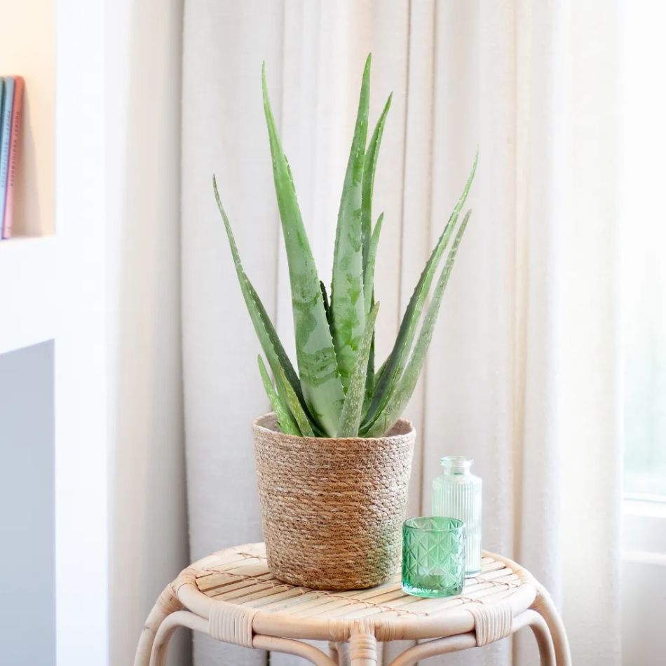 aloe vera plant