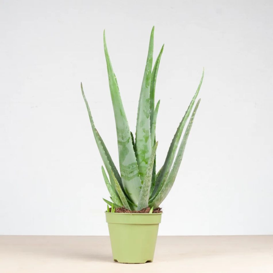 Aloe Vera Plant - Medicijnplant - P15