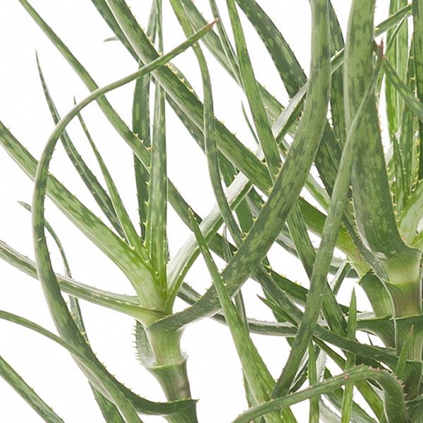 Aloe Bakeri blad