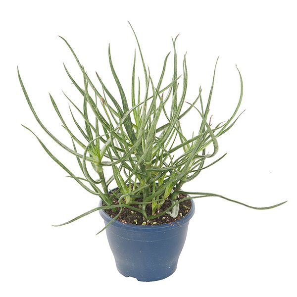 Aloe Bakeri