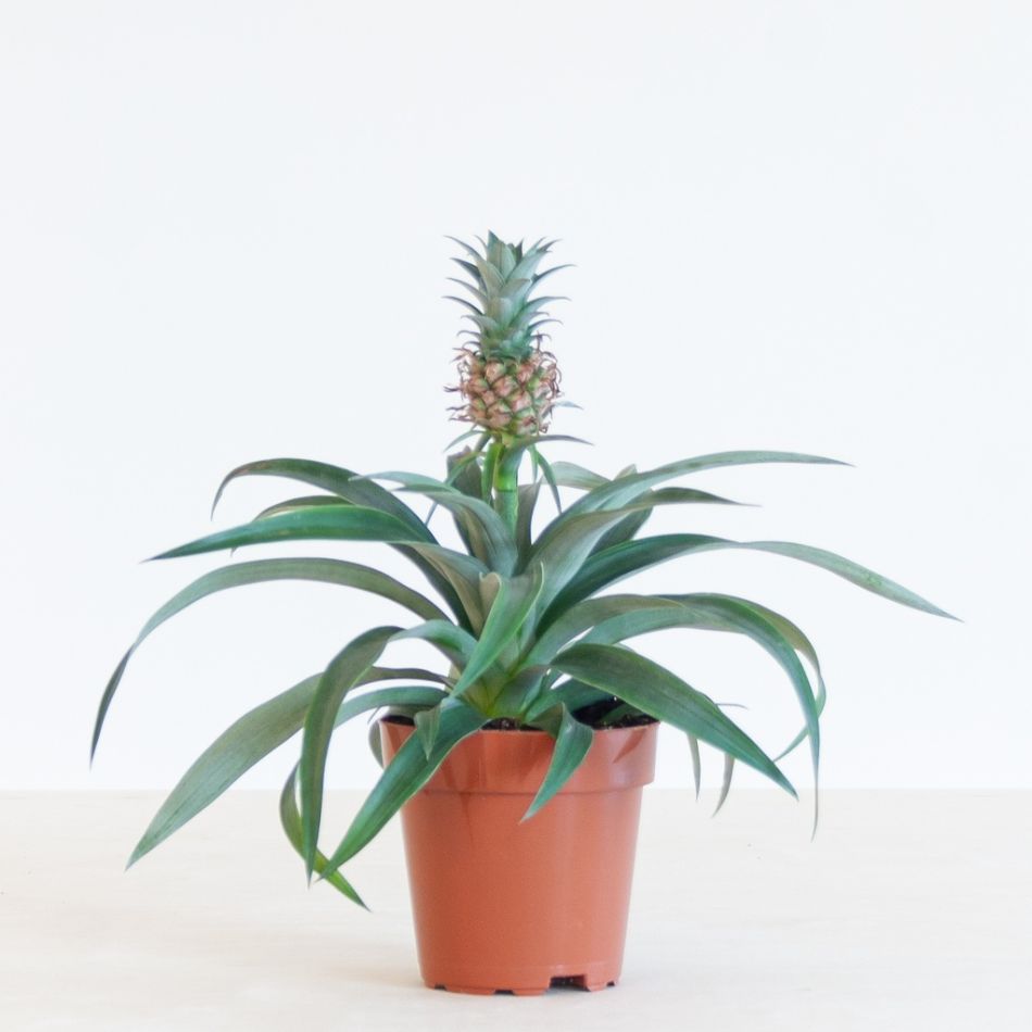 Ananas-Comosus-p12-1