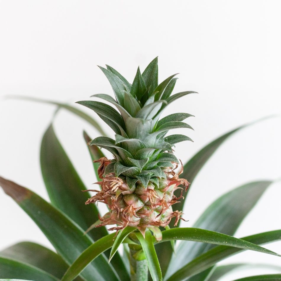 Ananas-Comosus-p12-4