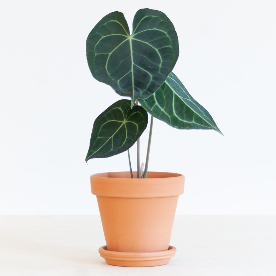 Anthurium Clarinervium - Aderplant - P12