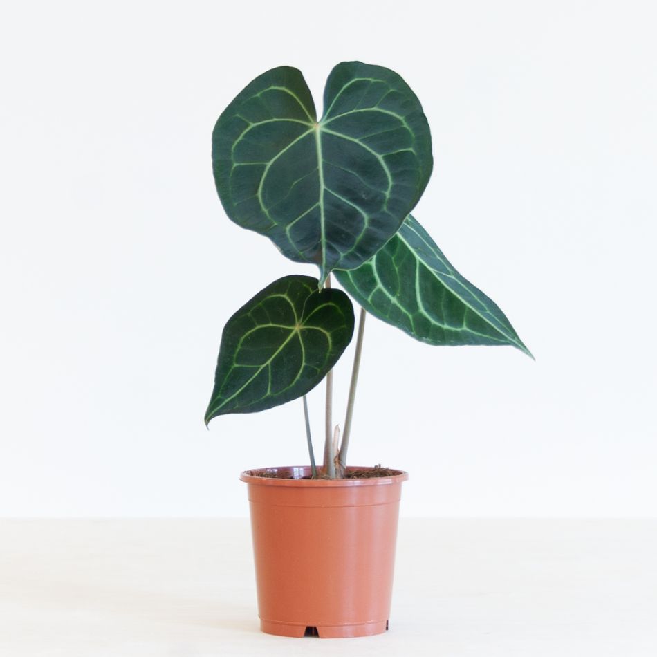 Anthurium Clarinervium - Aderplant - P12