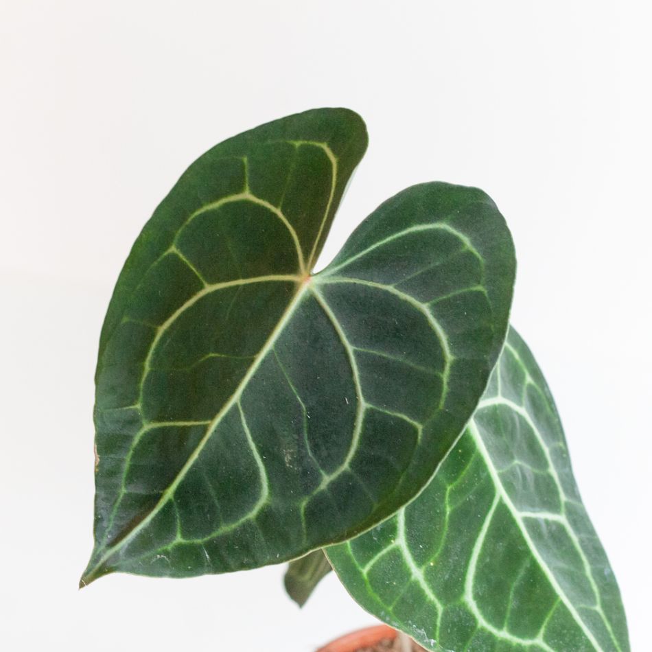 Anthurium Clarinervium - Aderplant - P12