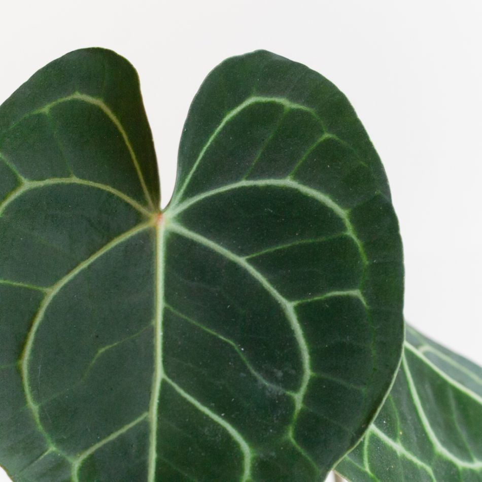 Anthurium Clarinervium - Aderplant - P12