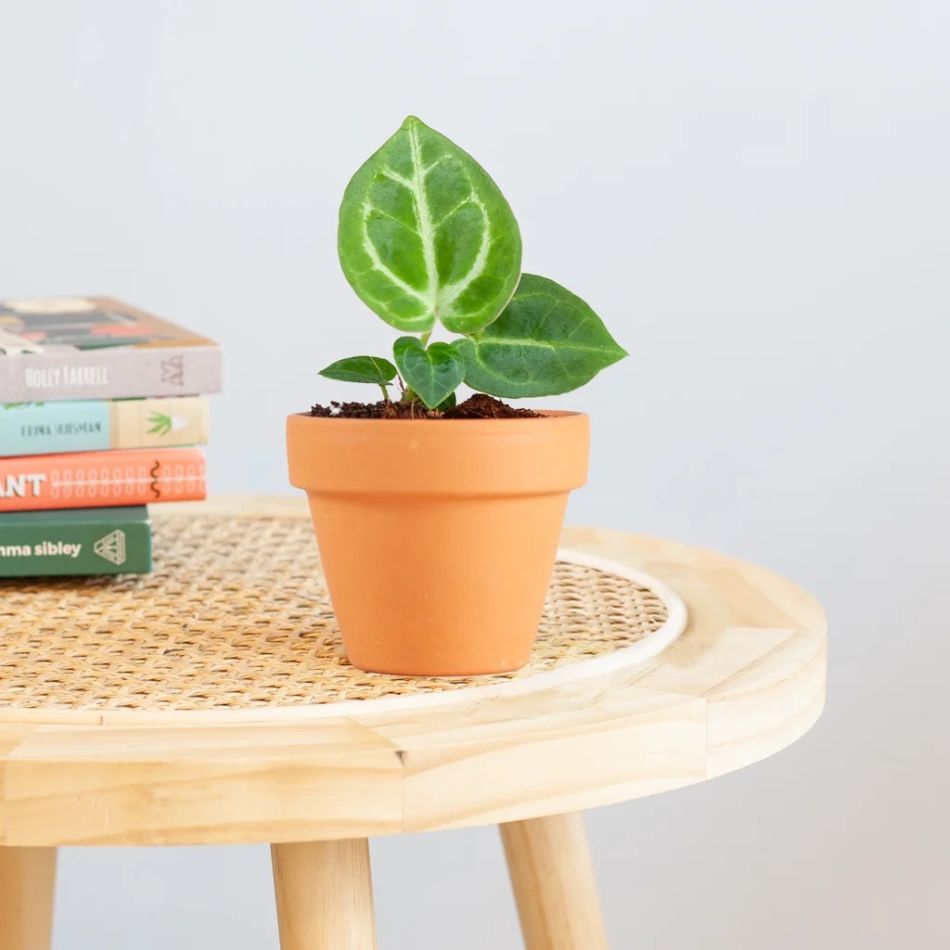 Anthurium Dorayaki