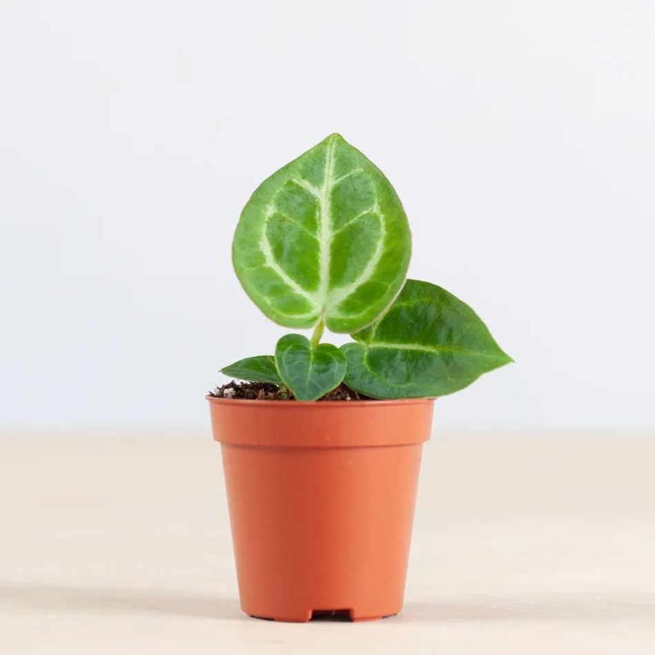 Anthurium Dorayaki