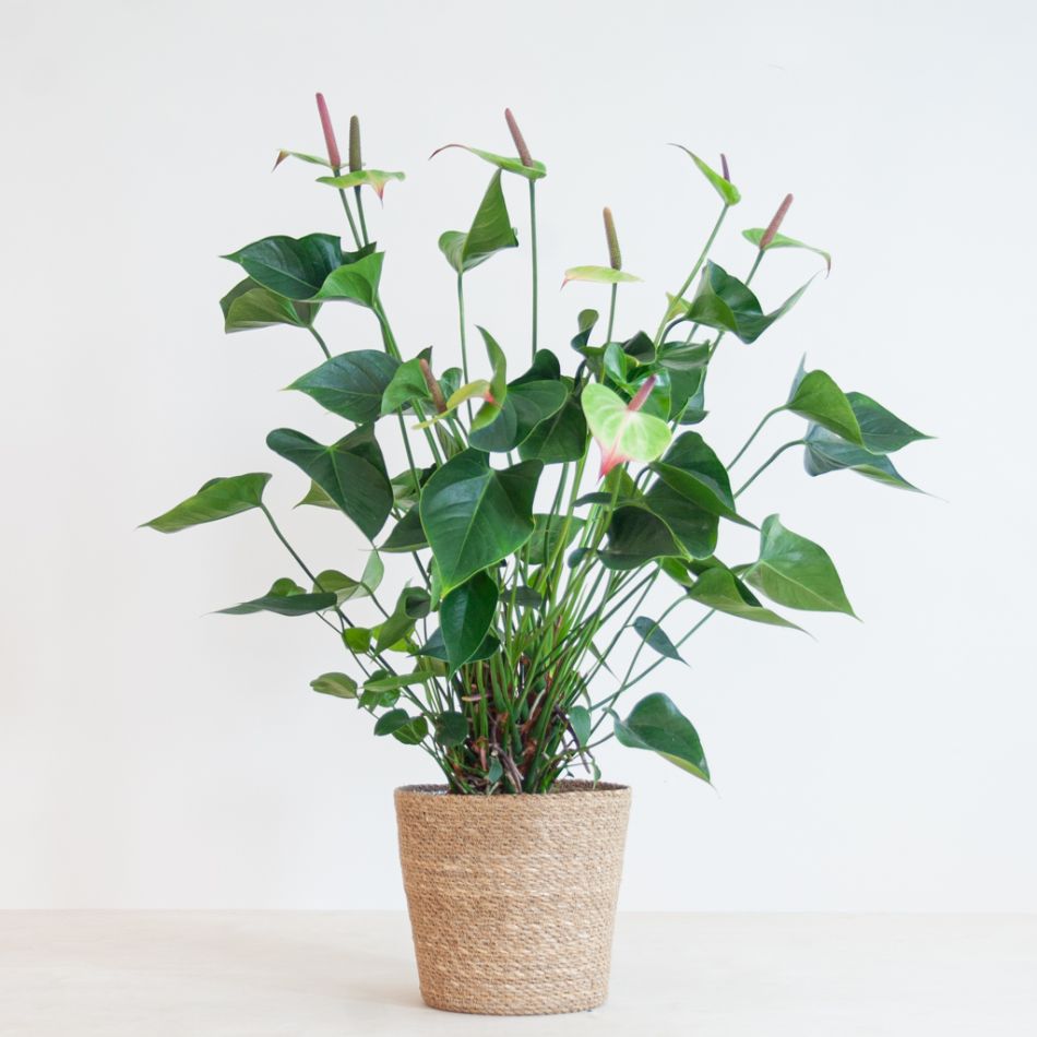 Anthurium Jaguar Green - Flamingoplant - P21