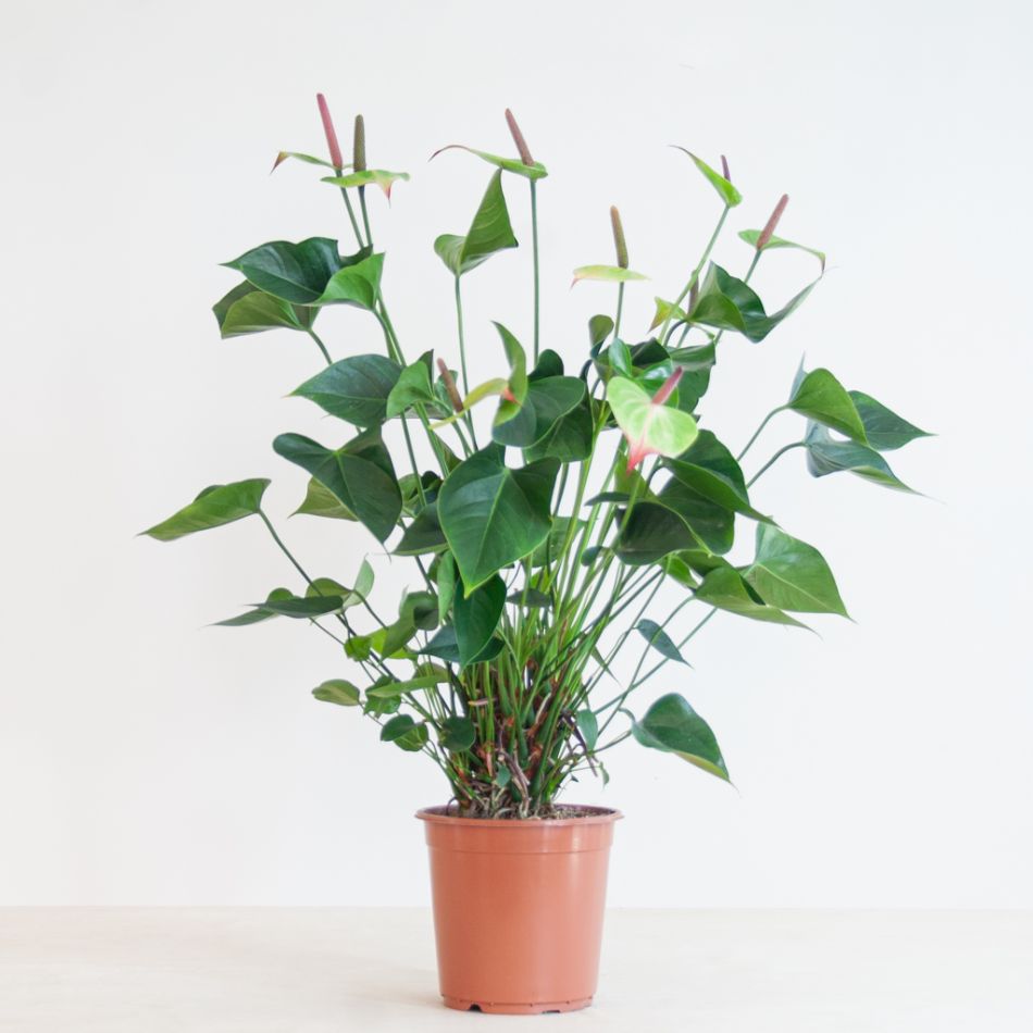 Anthurium Jaguar Green - Flamingoplant - P21