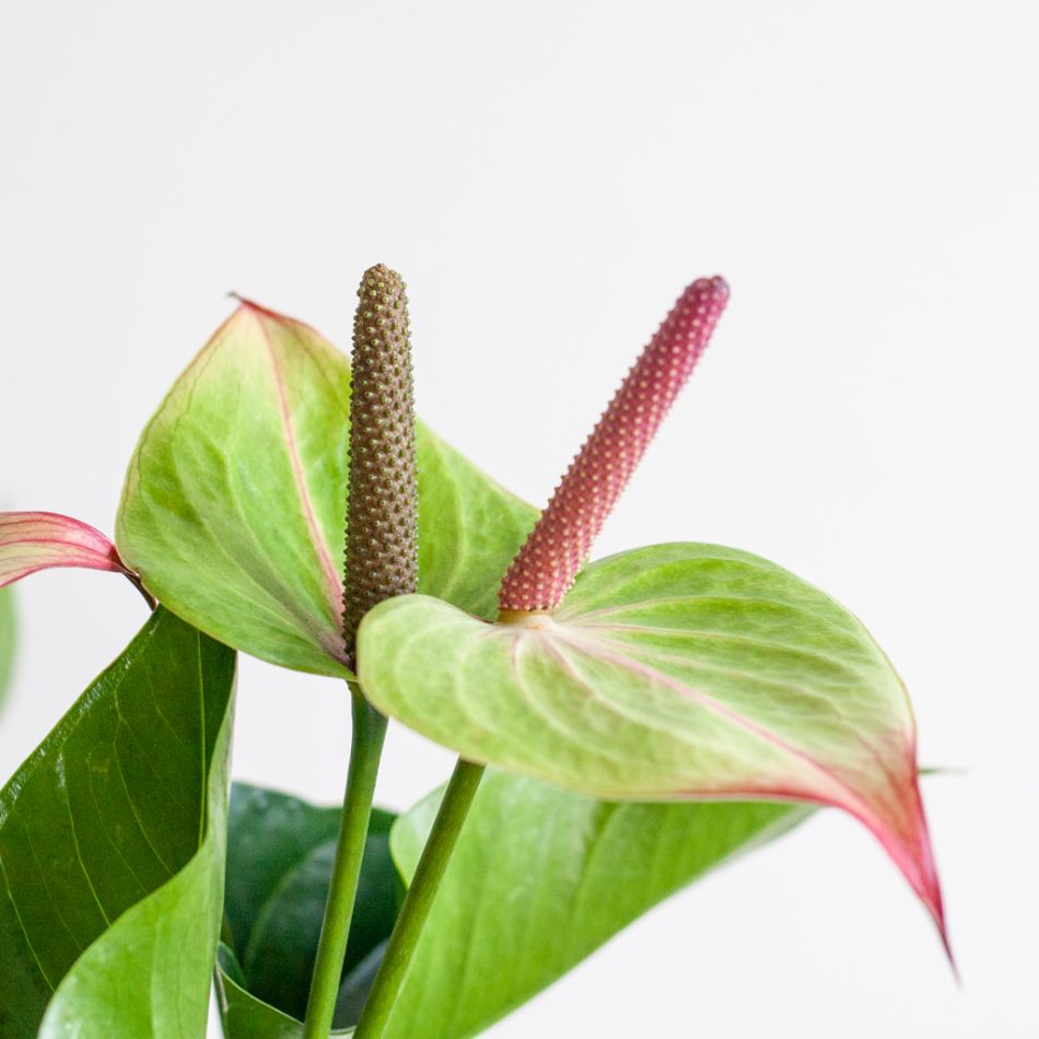 Anthurium Jaguar Green - Flamingoplant - P21