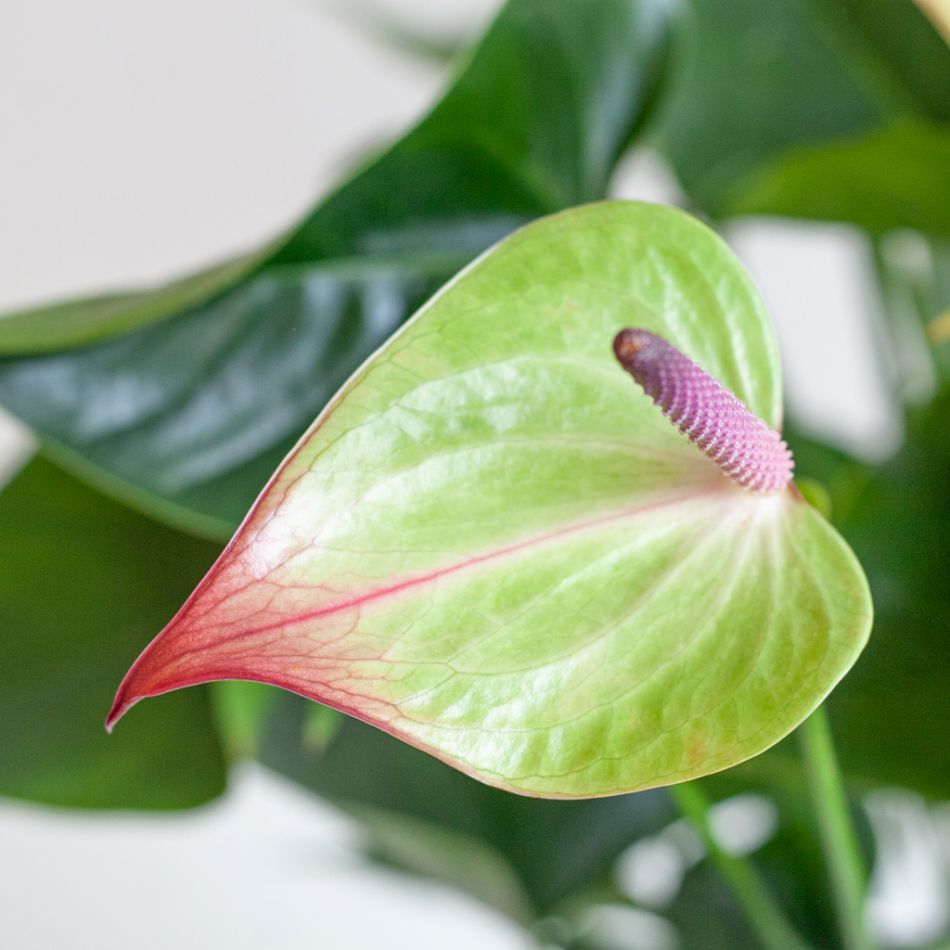 Anthurium Jaguar Green - Flamingoplant - P21