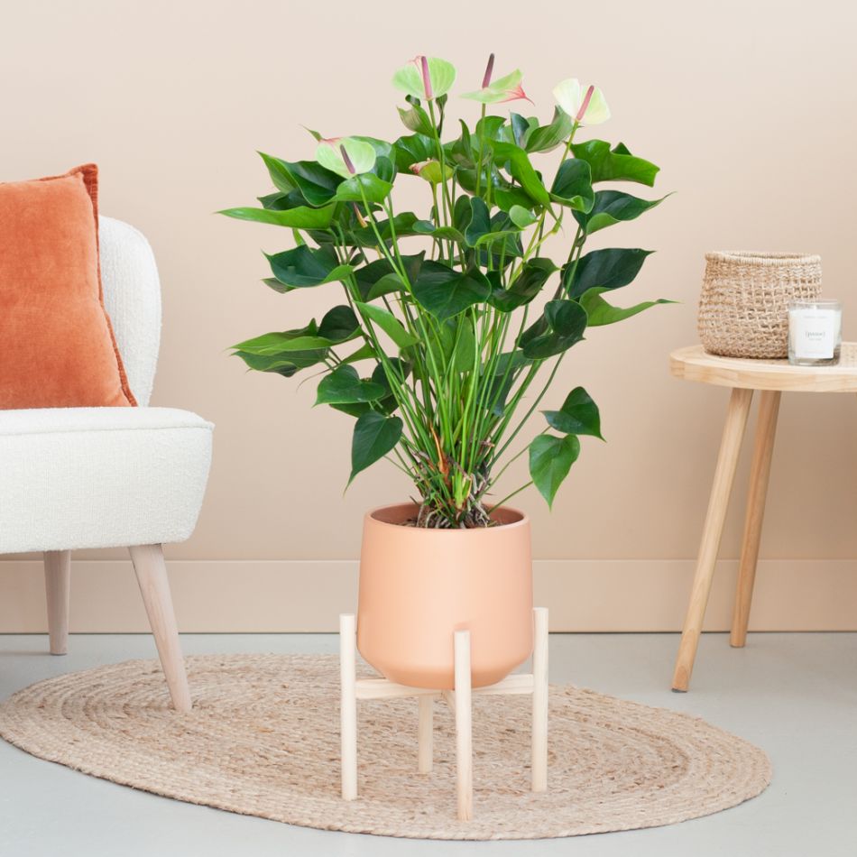 Anthurium Jaguar Green - Flamingoplant - P21
