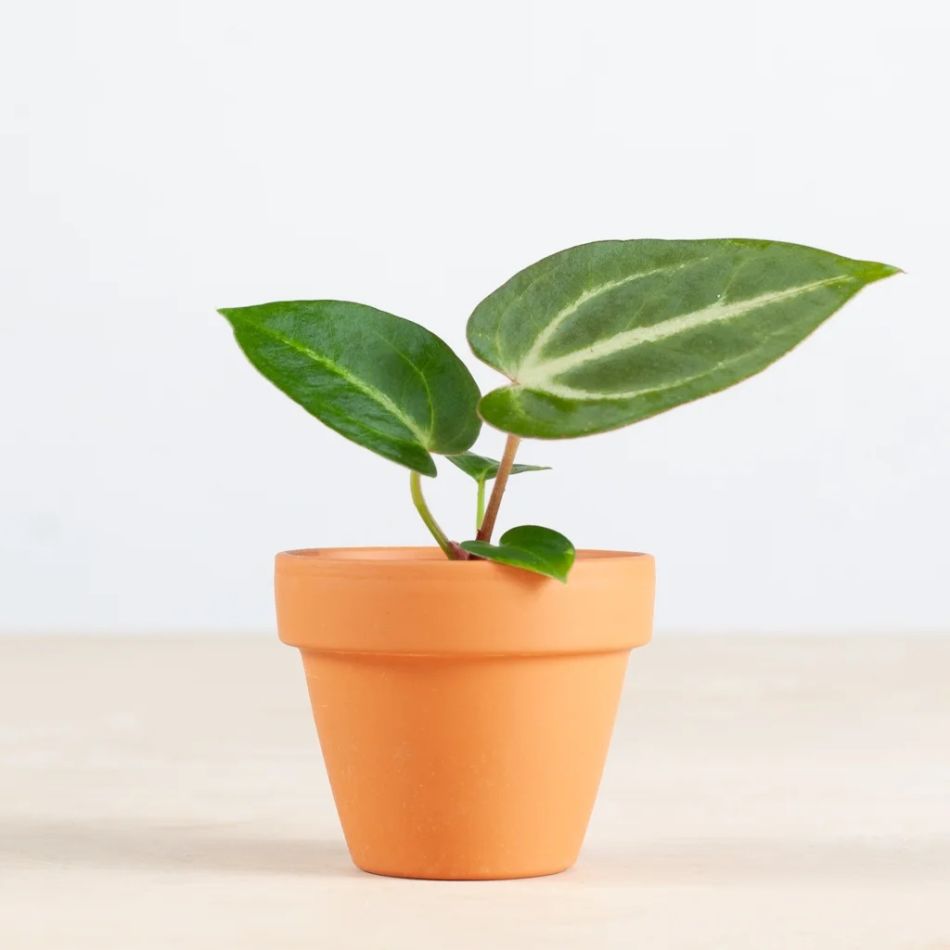 Anthurium Magnicifum