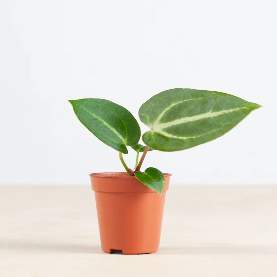 Anthurium Magnicifum