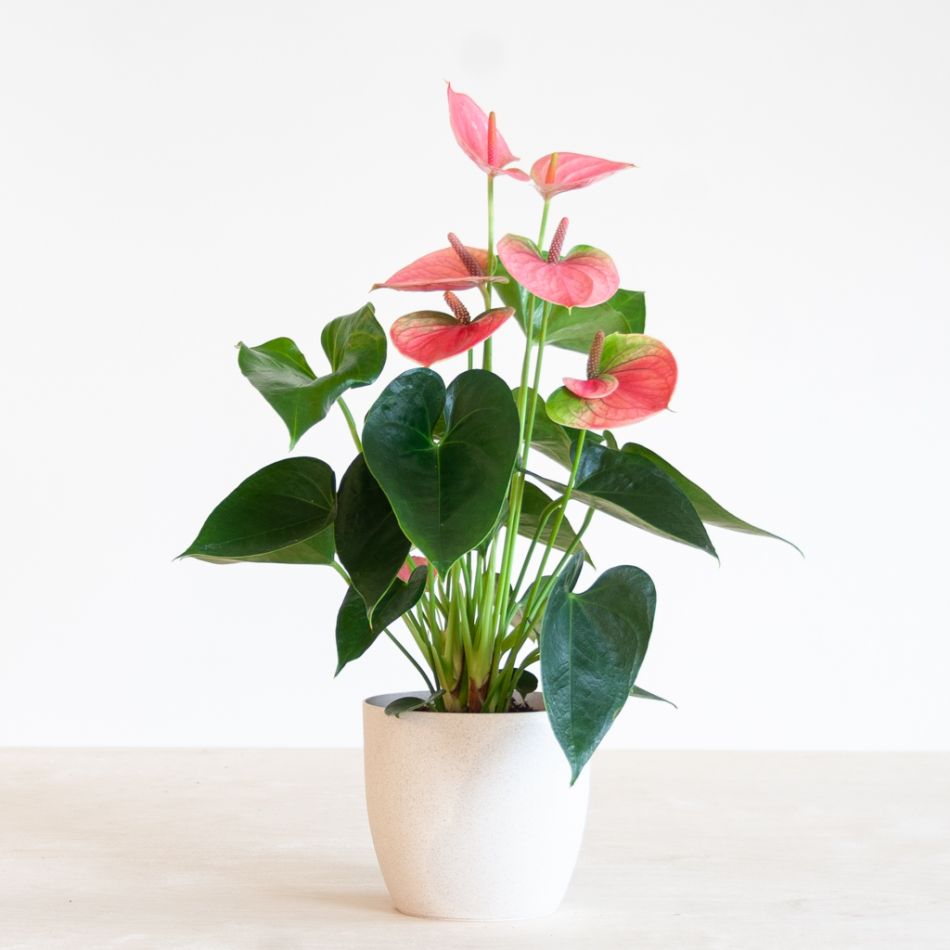 Anthurium