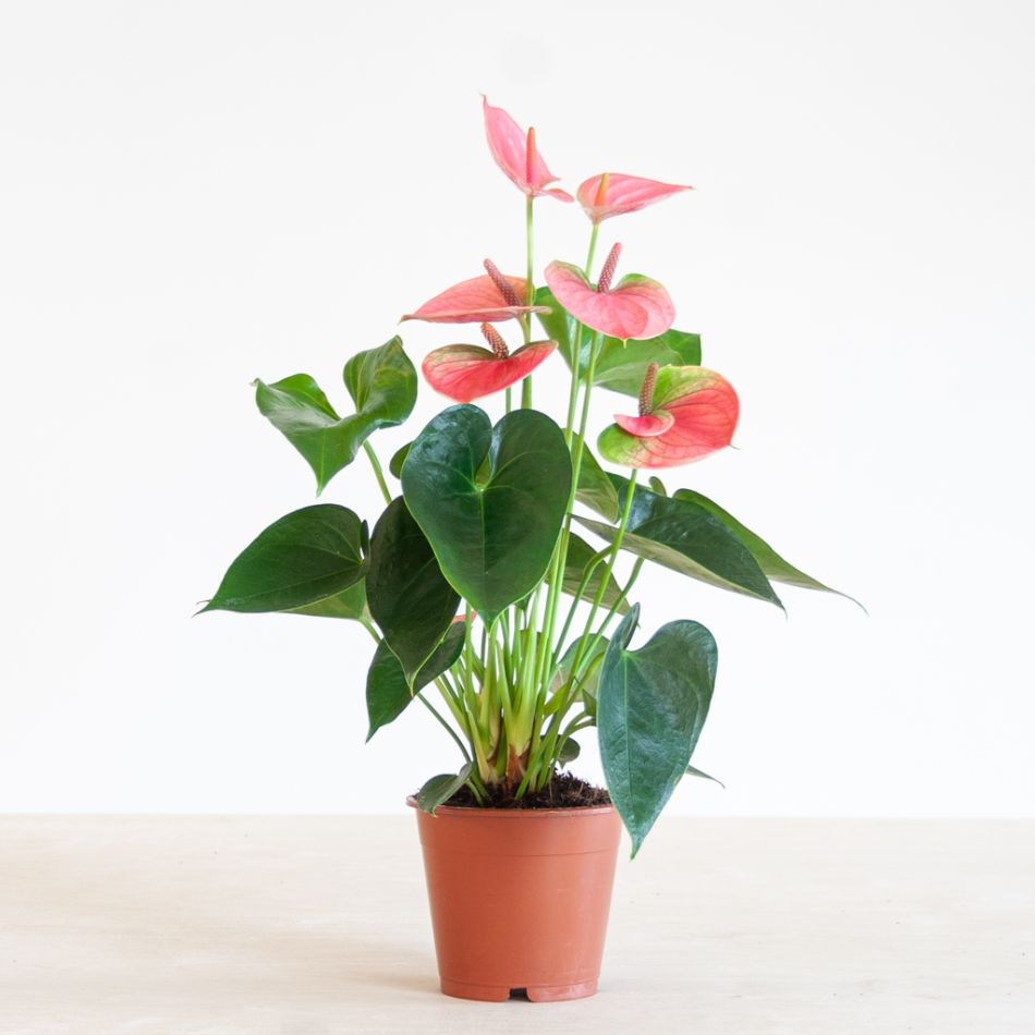 Anthurium