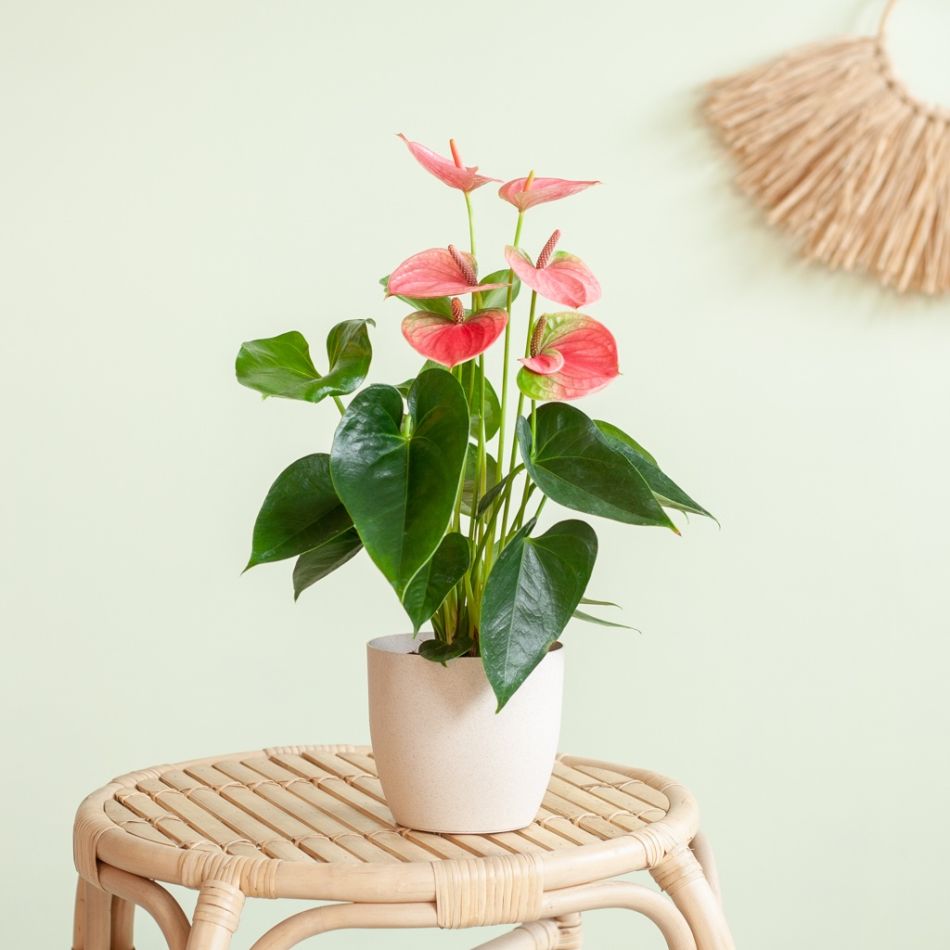 Anthurium-Pink-p12-Lifestyle