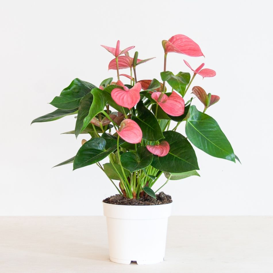 Anthurium-Pink-p17-2