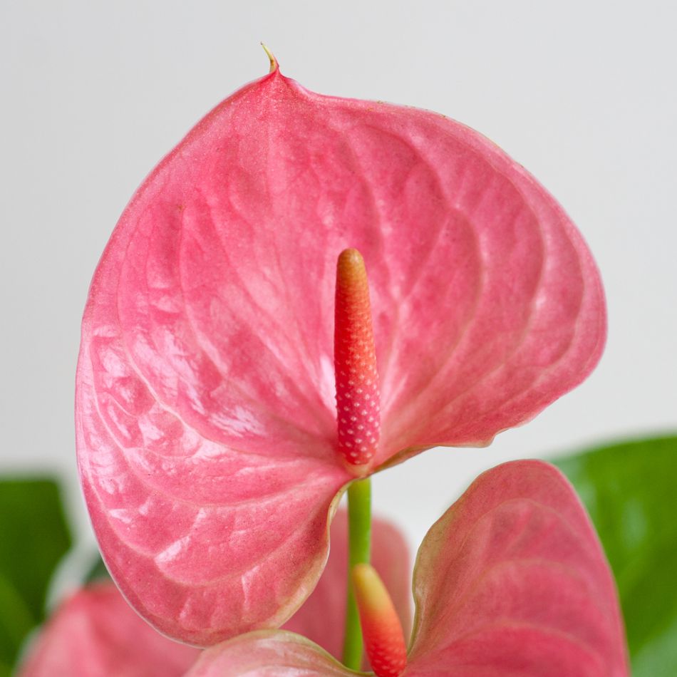 Anthurium Andreanum Roze (Flamingoplant) - P12
