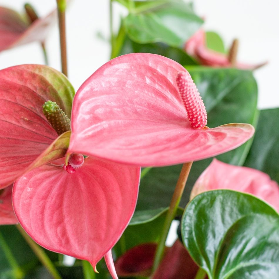 Anthurium-Pink-p17-7