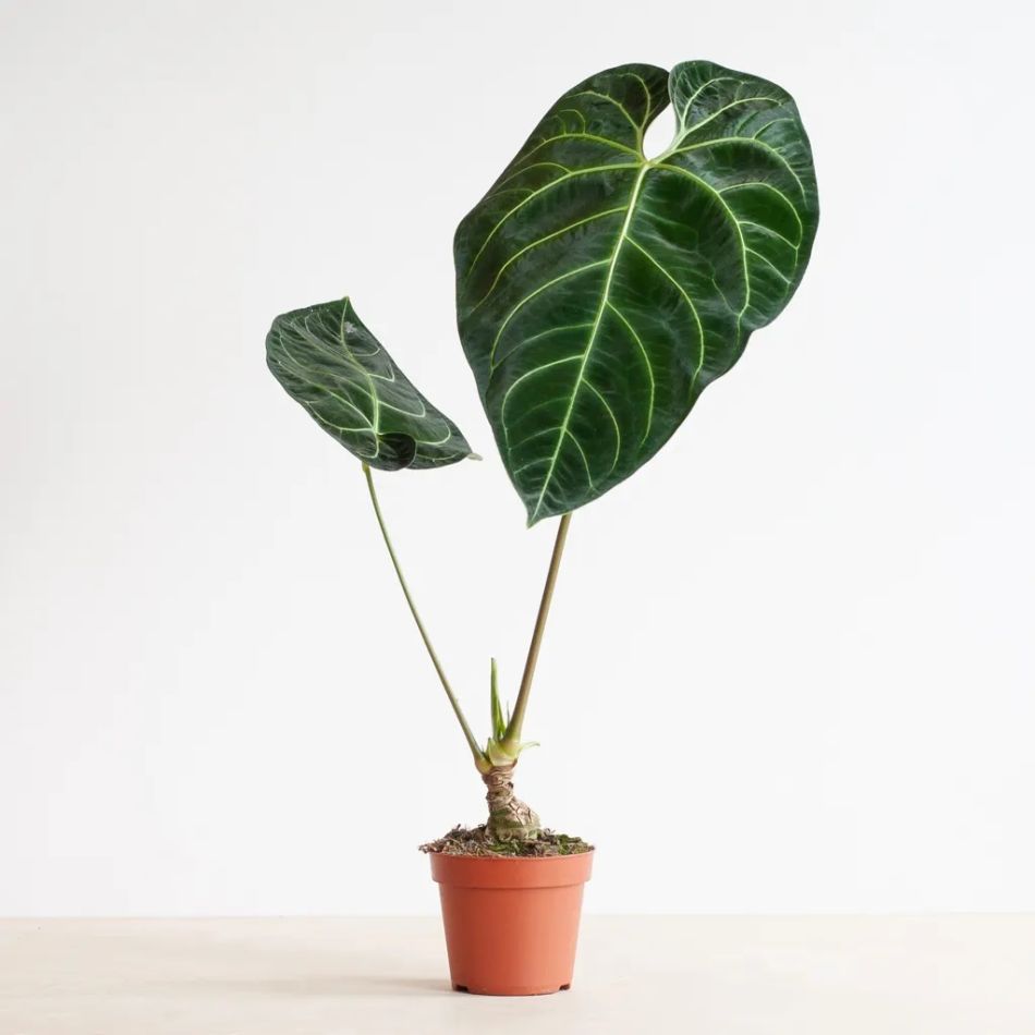 Anthurium-Regale-1-1024