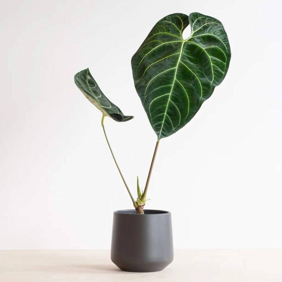 Anthurium-Regale-2-1024