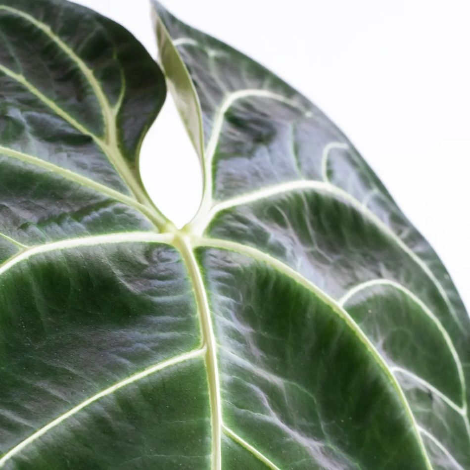 Anthurium-Regale-3