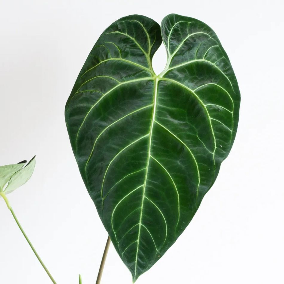 Anthurium-Regale-4