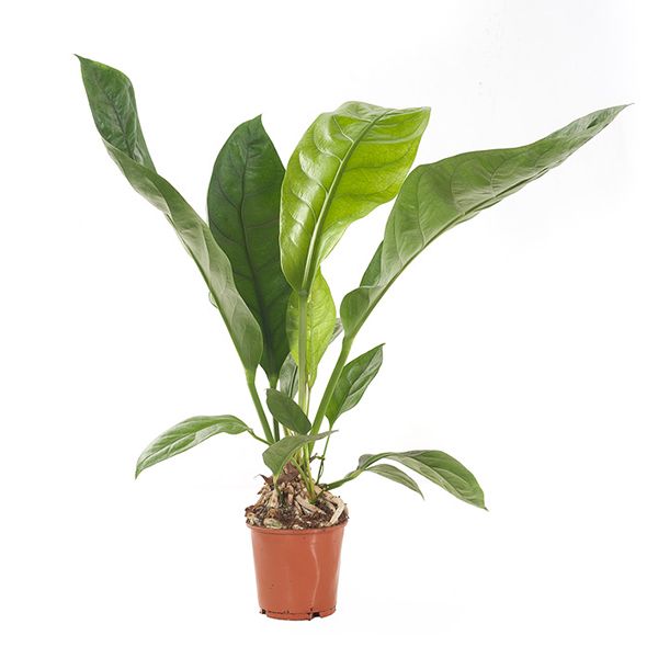 Anthurium Jungle bush king