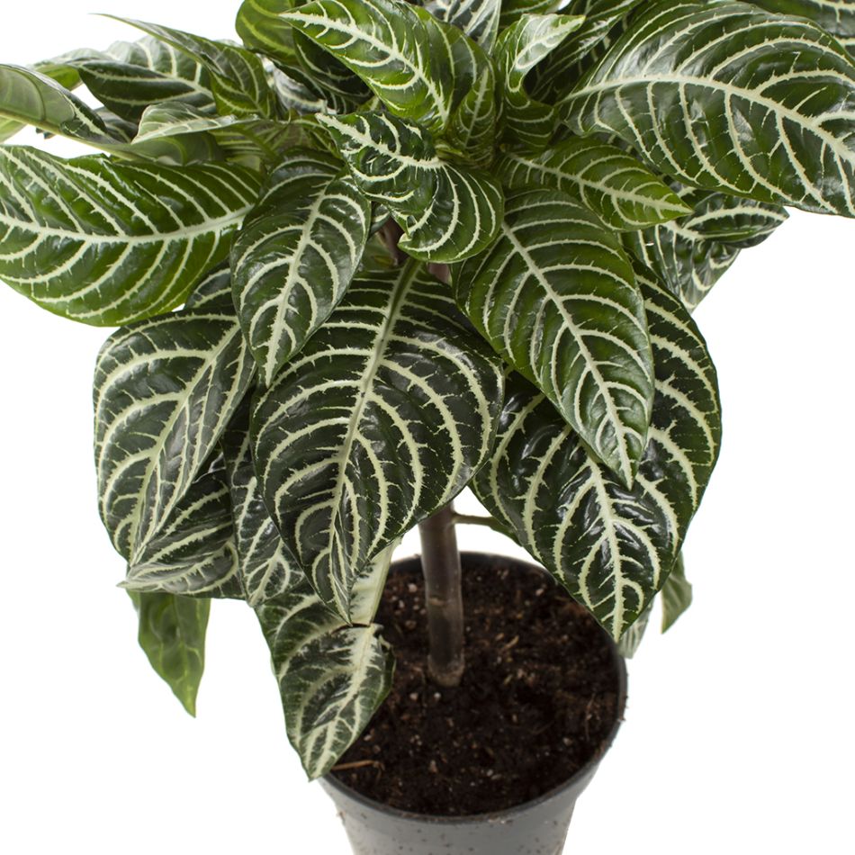 Aphelandra squarrosa