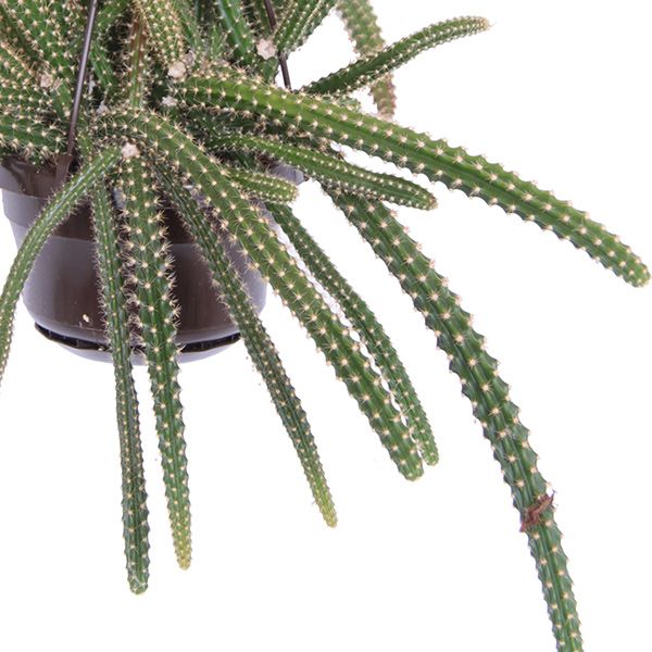 Aporocactus Maliisonii