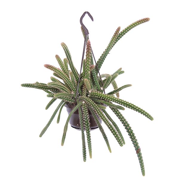Slangencactus