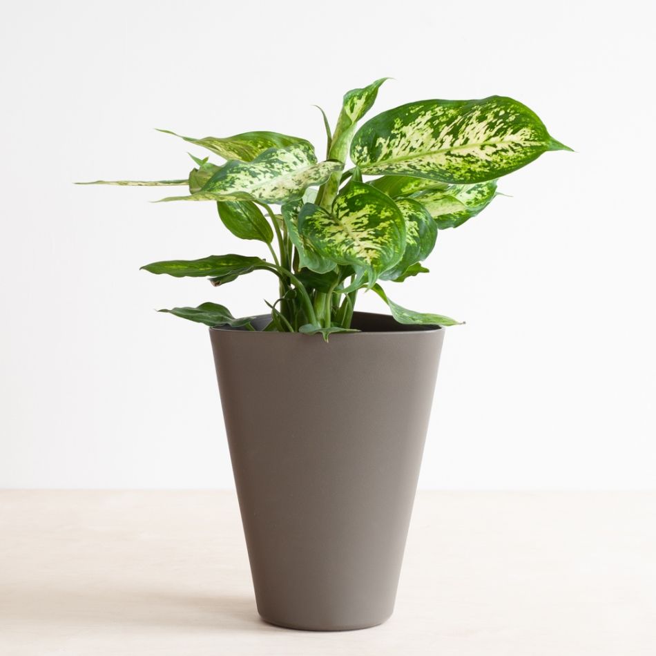 Aqua-pot-bruin-5-1024-1