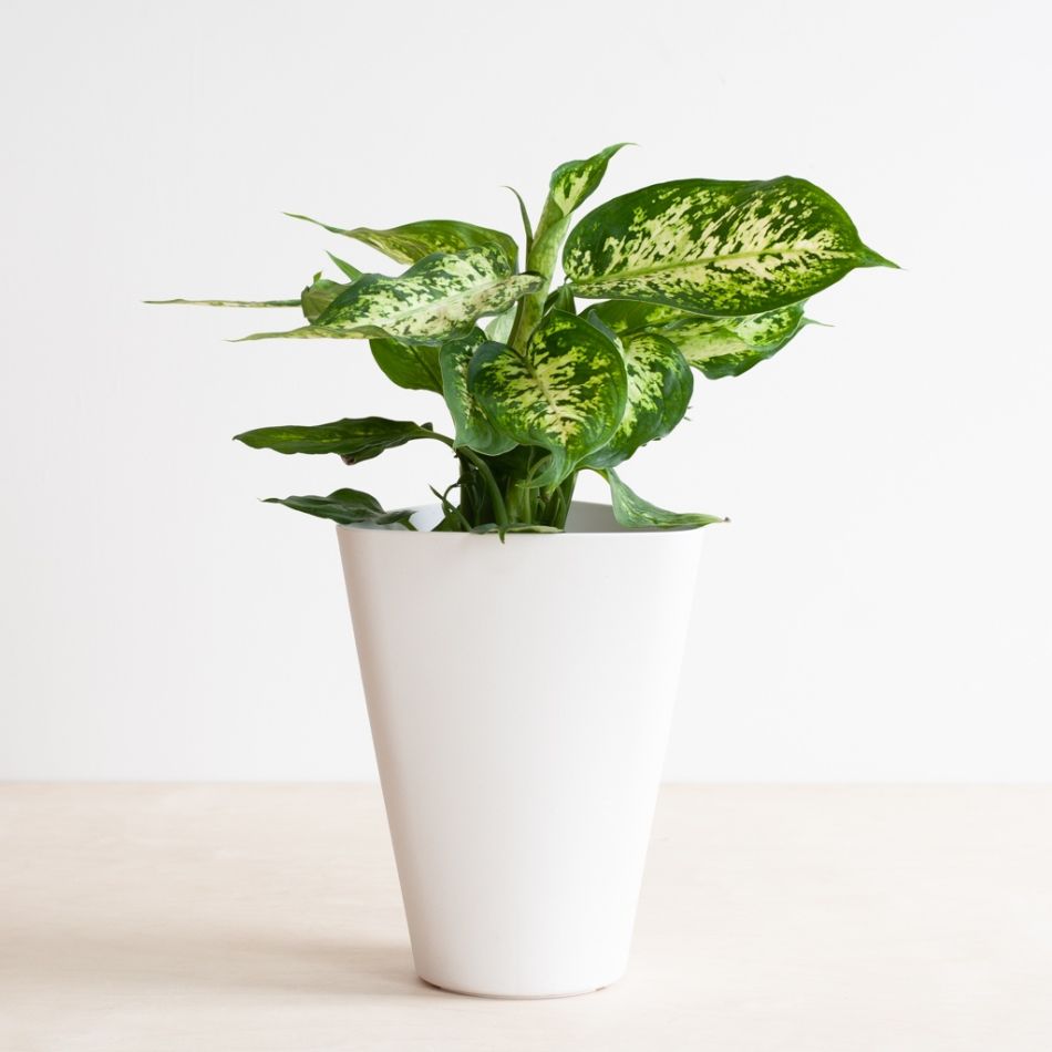 Aqua-pot-wit-3-1024-1